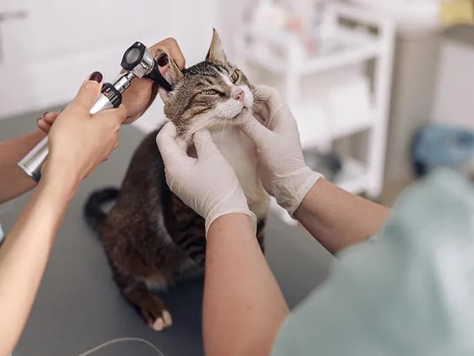 Banfield Pet Hospital in Antioch, CA