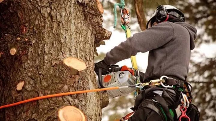 New Leaf Tree Service in Louisville, KY