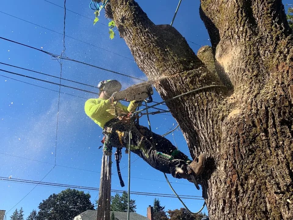 Dundee Tree Service in Dundee, OR