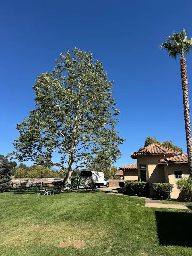 Delgado Tree Care Inc. in Goleta, CA