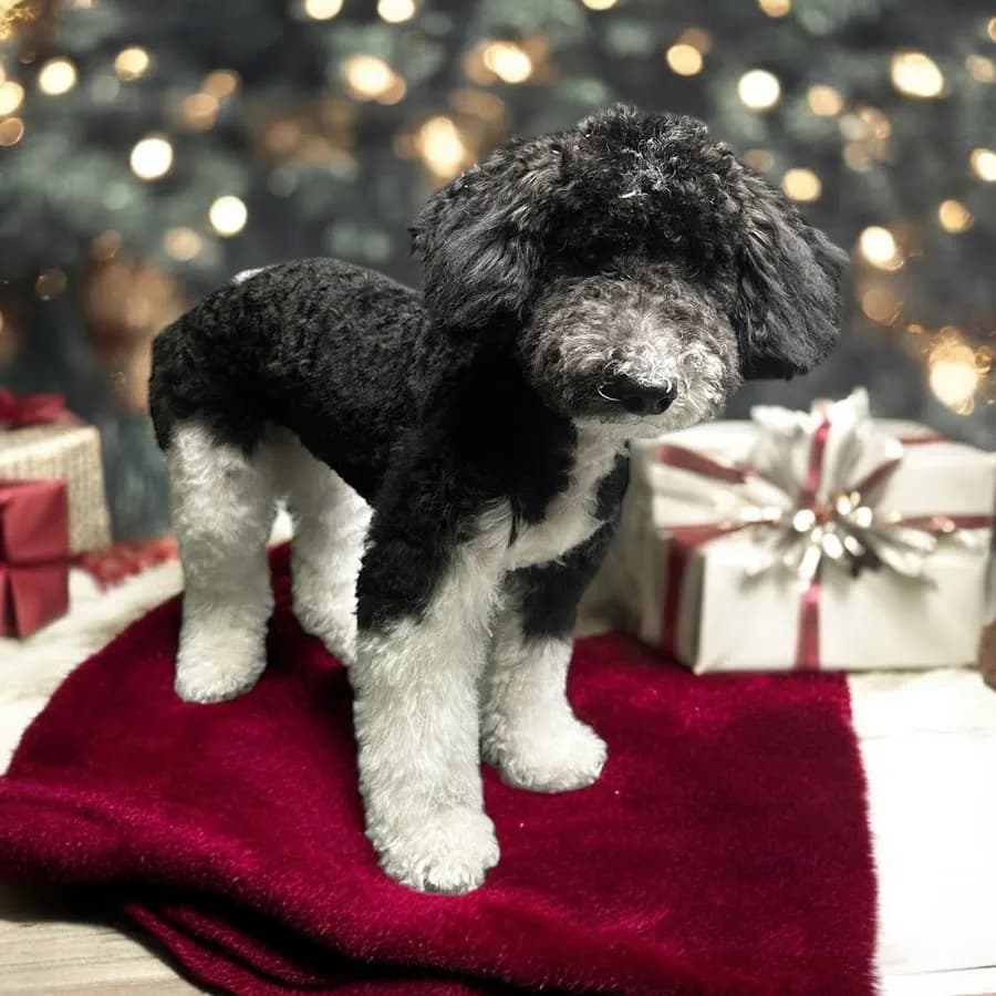 Punkin & Pals Pet Styles LLC in Summerville, SC