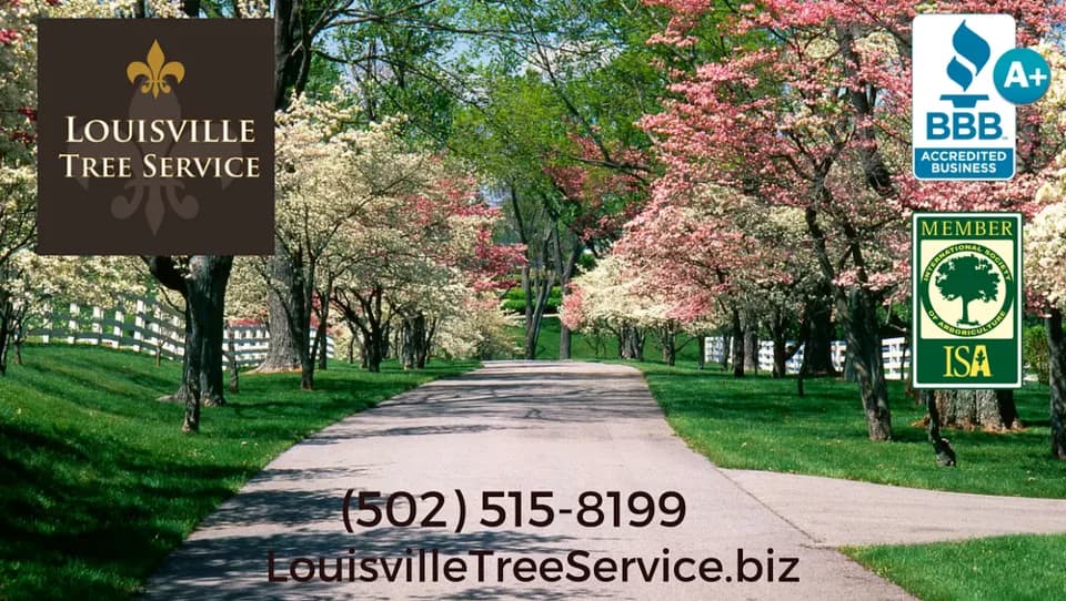 Louisville Tree Service LLC in Louisville, KY
