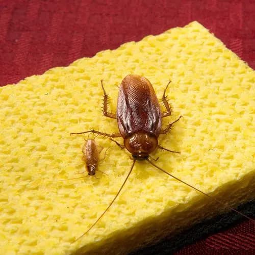 Wildwoods Pest Control & Crawl Space Solutions in Sandy, OR