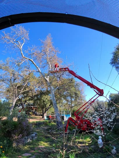 The Tree Man — main photo