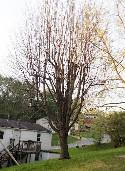 Larry's Tree Service in Buffalo, WV