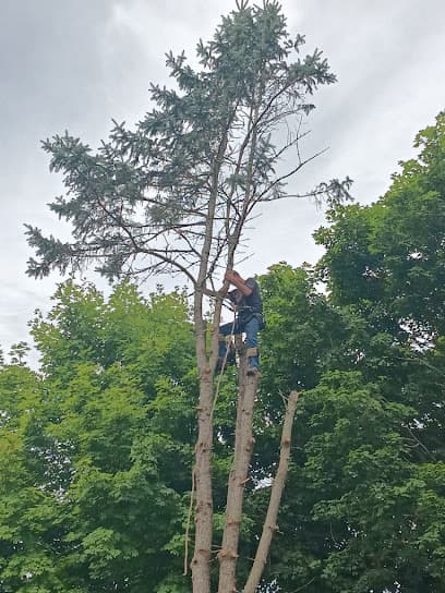 A-1 Tree Care And Removal in Mount Carmel, TN