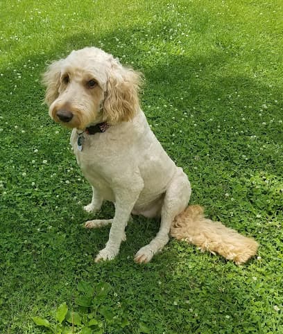 Dog Lady's Pet Camp cover photo