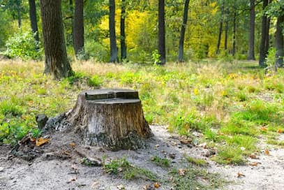 Creative tree service in Jersey City, NJ