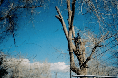 Tree Rite Arborists in Lancaster, CA
