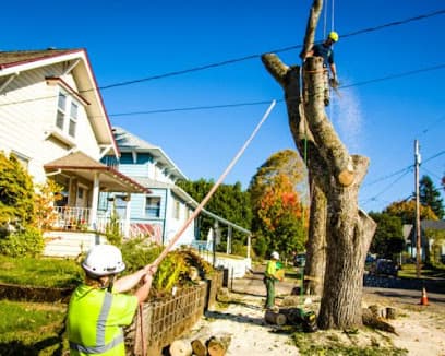 Mike's Tree Service and Stump Removal LLC in Hanahan, SC