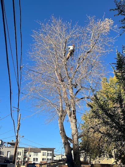 Alpenglow Tree Care — main photo