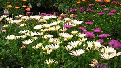 Creque's Greenhouse in Sylvania, OH