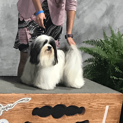 Heavenly Havanese Puppies in Kansas City, MO