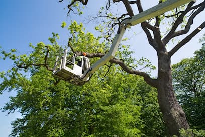 Rudy’s Tree Service LLC in Rohnert Park, CA