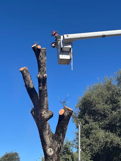 McNeils Tree Service ISA Certified Arborist in Lakeside, CA