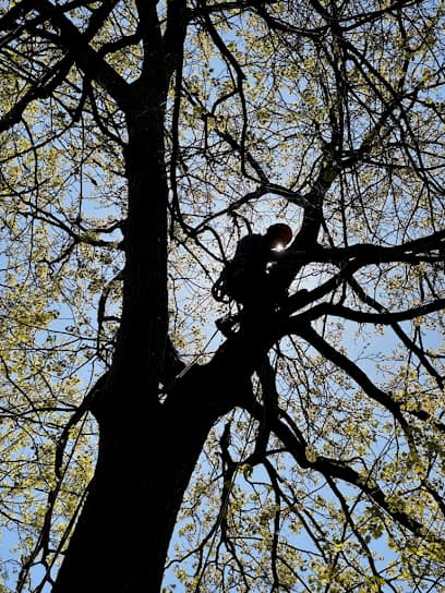 JTP Tree in Long Island City, NY