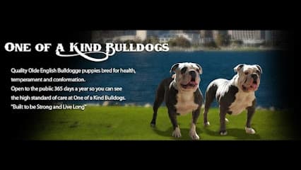 One of A Kind Bulldogs inc in Valley Center, CA