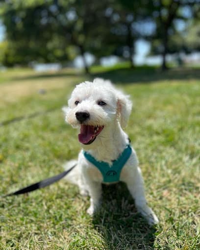 High Rank K9 in Stockton, CA