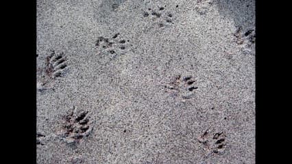 Animal Boy Trapping Services in Long Beach, CA