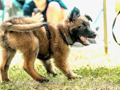 Dynamic K9 LLC in Tampa, FL